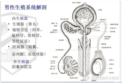 男人生殖系統|人體解剖學/男性生殖器